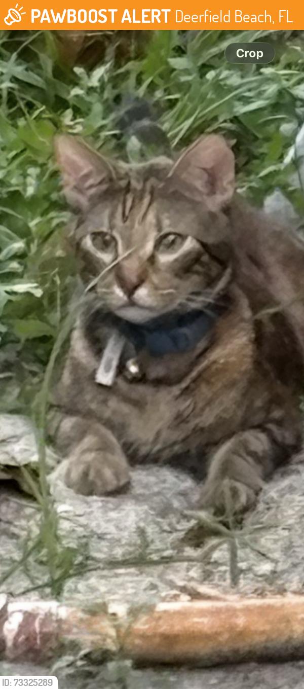 Found/Stray Unknown Cat last seen Deerfield Beach High School/Park Ridge Elementary, Deerfield Beach, FL 33441