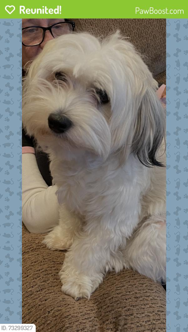 Reunited Female Dog last seen North and Harlem, Elmwood Park, IL 60707