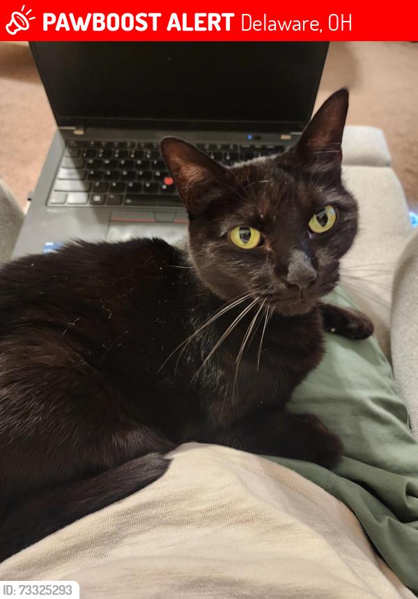 Lost Female Cat last seen W Orange rd and West Orange ave, Delaware, OH 43015