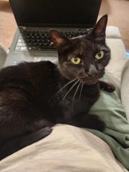 Lost Female Cat last seen W Orange rd and West Orange ave, Delaware, OH 43015