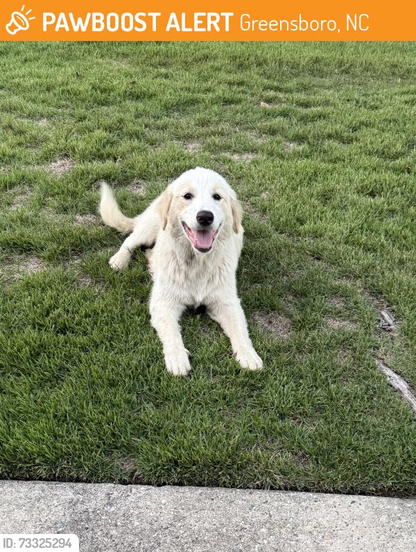Found/Stray Unknown Dog last seen Brushy Fork Dr/ Greensboro, Greensboro, NC 27406