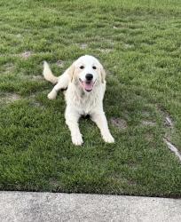 Found/Stray Unknown Dog last seen Brushy Fork Dr/ Greensboro, Greensboro, NC 27406