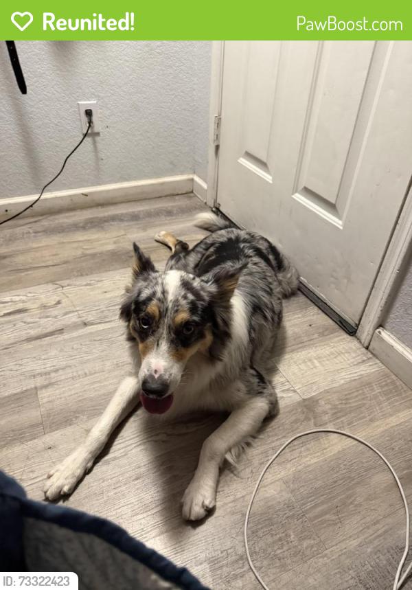 Reunited Male Dog last seen 44th ave and northern, Phoenix, AZ 85051
