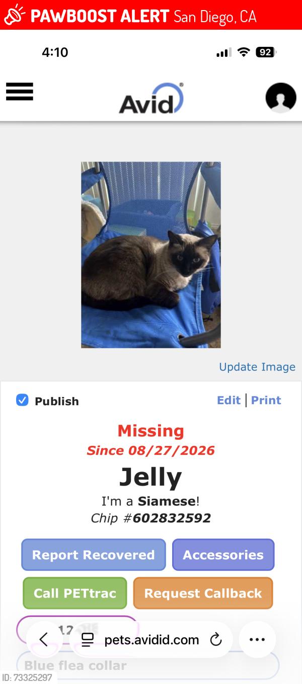 Lost Female Cat last seen Rosecrans and Quimby St, San Diego, CA 92106