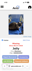 Lost Female Cat last seen Rosecrans and Quimby St, San Diego, CA 92106