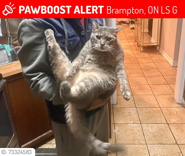 Lost Male Cat last seen Lord Simcoe Drive, Brampton Ontario : Closest by Dixie, Howden & Possibly Queen Street, Brampton, ON L6S 5G9