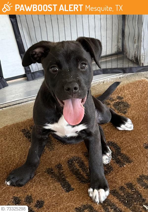 Found/Stray Female Dog last seen Near Helen Ln, Mesquite, TX 75181, Mesquite, TX 75181