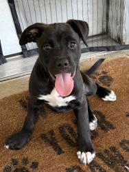 Found/Stray Female Dog last seen Near Helen Ln, Mesquite, TX 75181, Mesquite, TX 75181