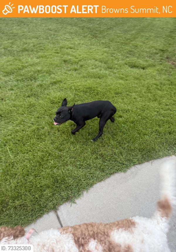 Found/Stray Male Dog last seen Home, Browns Summit, NC 27214