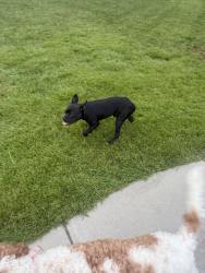 Found/Stray Male Dog last seen Home, Browns Summit, NC 27214