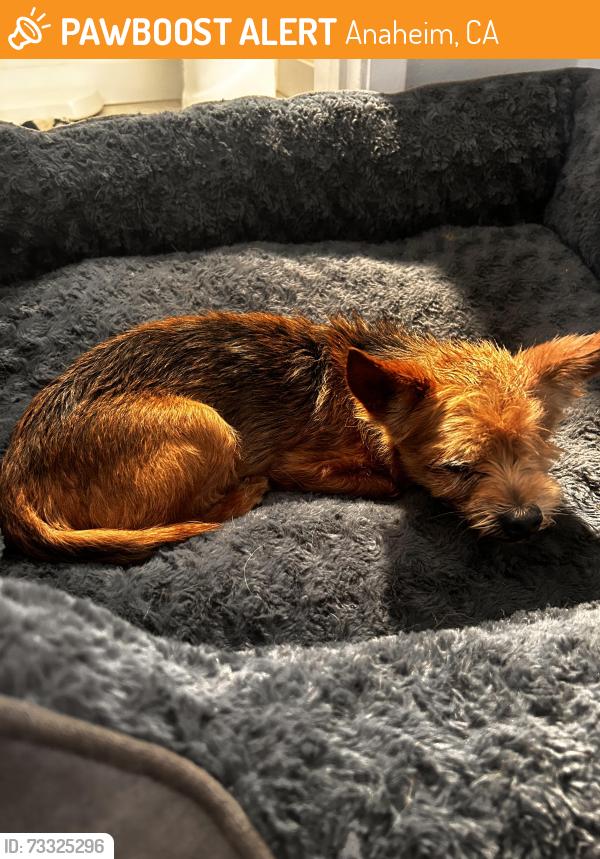Found/Stray Female Dog last seen North Larch and Lincoln., Anaheim, CA 92805