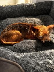 Found/Stray Female Dog last seen North Larch and Lincoln., Anaheim, CA 92805