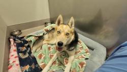 Found/Stray Female Dog last seen Near Chiquita Ave, Mountain View, CA, Mountain View, CA 94041