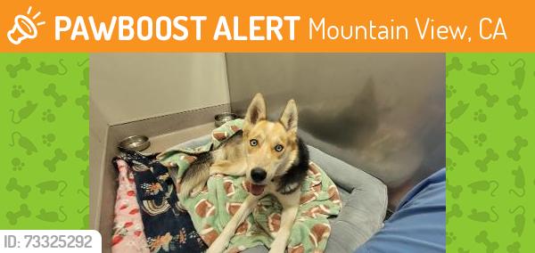 Found/Stray Female Dog last seen Near Chiquita Ave, Mountain View, CA, Mountain View, CA 94041