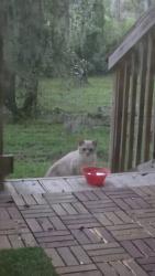 Found/Stray Unknown Cat last seen Near main office of Lakewood villas, Gainesville, FL 32607