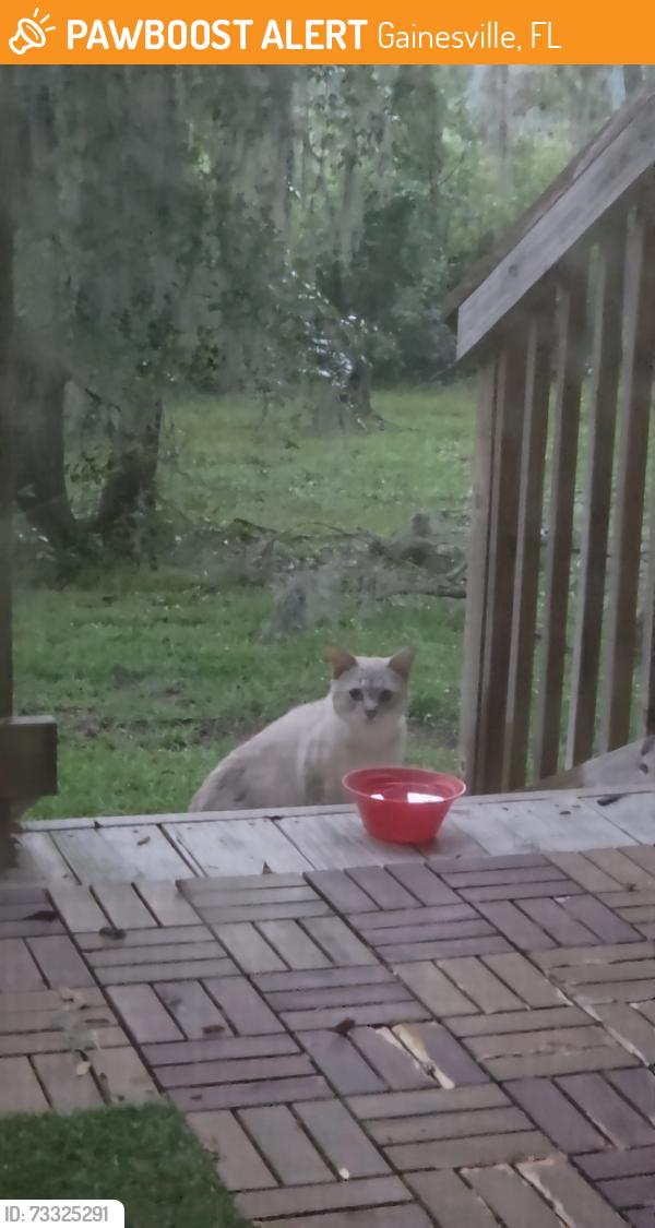 Found/Stray Unknown Cat last seen Near main office of Lakewood villas, Gainesville, FL 32607