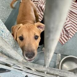 Shelter Stray Male Dog last seen , 12910 Yukon Ave, Hawthorne, CA 90250, USA