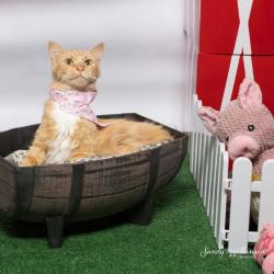 Shelter Stray Female Cat last seen , 825 W Jefferson St, Tipton, IN 46072, USA