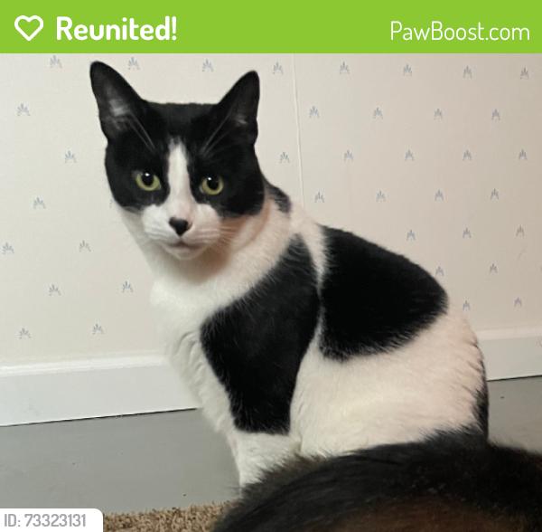 Reunited Male Cat last seen E H Ave & Berry St, Comstock Northwest, MI 49048