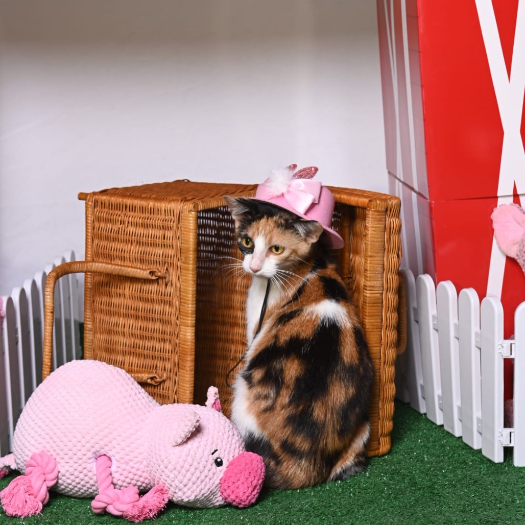 Shelter Stray Female Cat last seen , 825 W Jefferson St, Tipton, IN 46072, USA