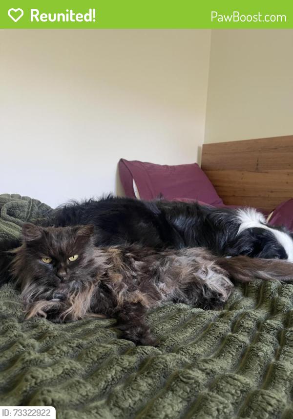 Reunited Female Cat last seen Dixon Drive, Holder, ACT 2611