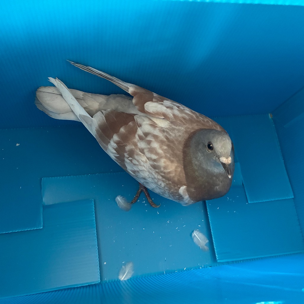 Shelter Stray Unknown Other last seen , 361 S Raymond Ave, Pasadena, CA 91105, USA