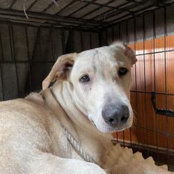 Shelter Stray Male Dog last seen , 361 S Raymond Ave, Pasadena, CA 91105, USA