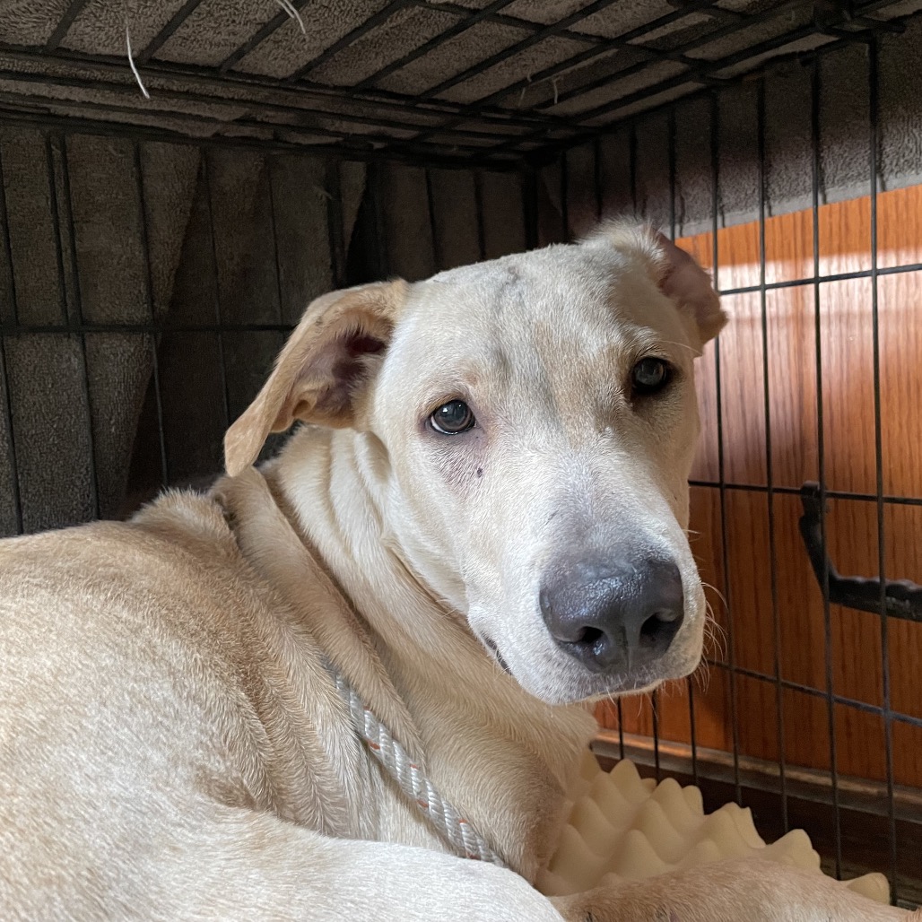 Shelter Stray Male Dog last seen , 361 S Raymond Ave, Pasadena, CA 91105, USA