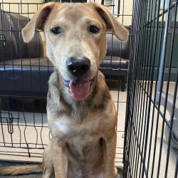 Shelter Stray Male Dog last seen , 361 S Raymond Ave, Pasadena, CA 91105, USA