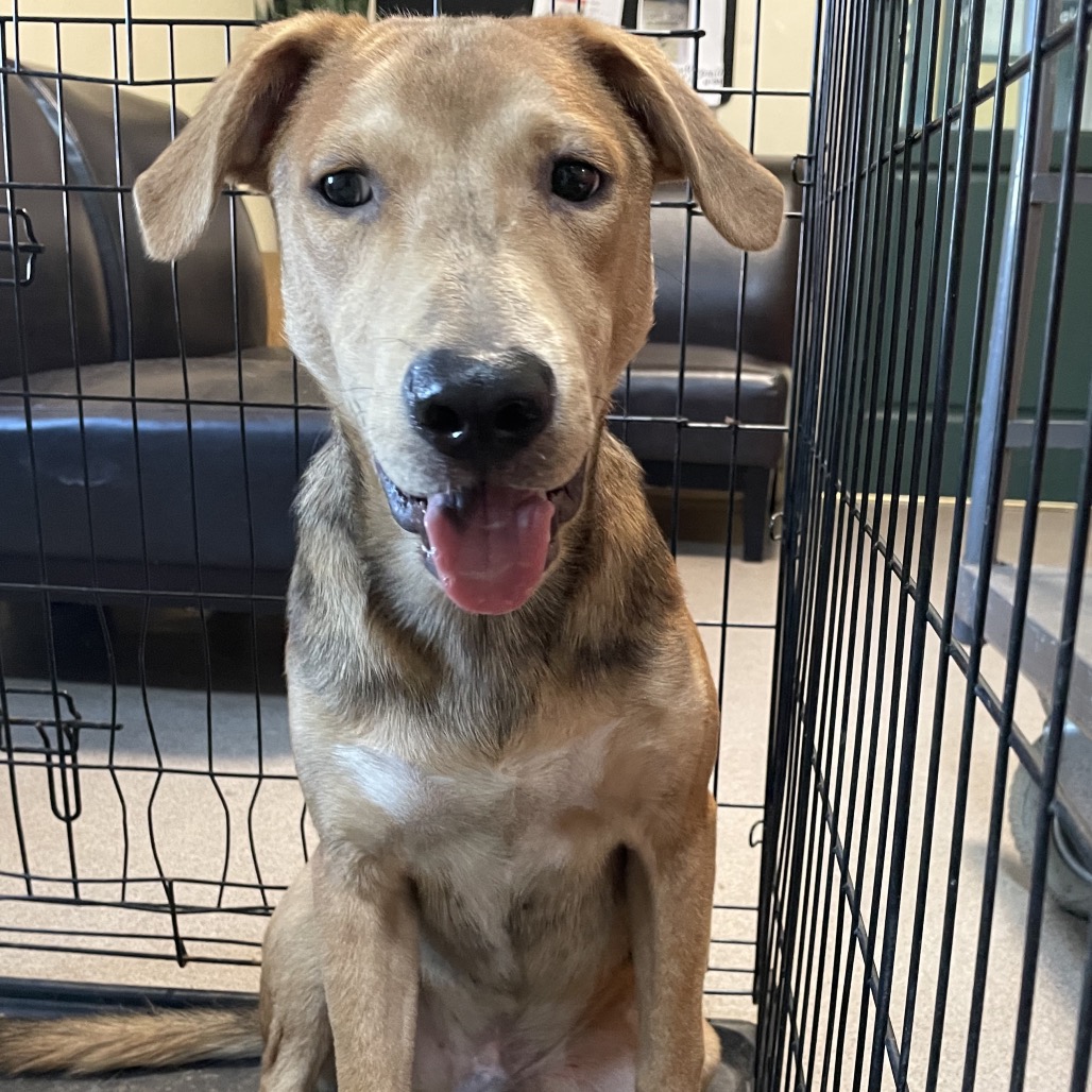 Shelter Stray Male Dog last seen , 361 S Raymond Ave, Pasadena, CA 91105, USA