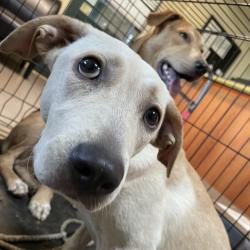 Shelter Stray Female Dog last seen , 361 S Raymond Ave, Pasadena, CA 91105, USA