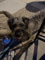 Found/Stray Female Dog last seen Mifflin & Croskey, Philadelphia, PA 19145