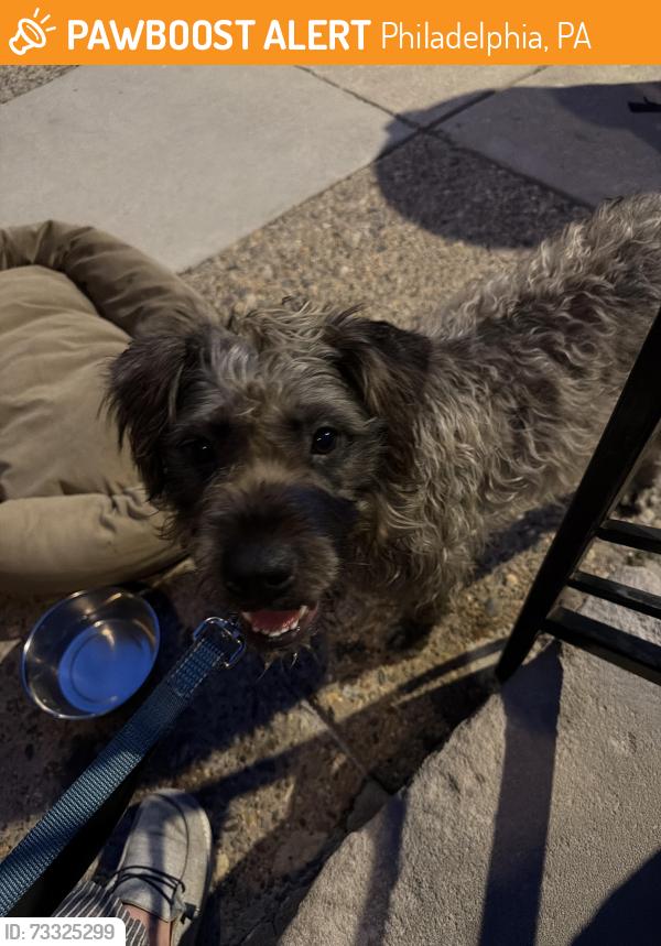 Found/Stray Female Dog last seen Mifflin & Croskey, Philadelphia, PA 19145