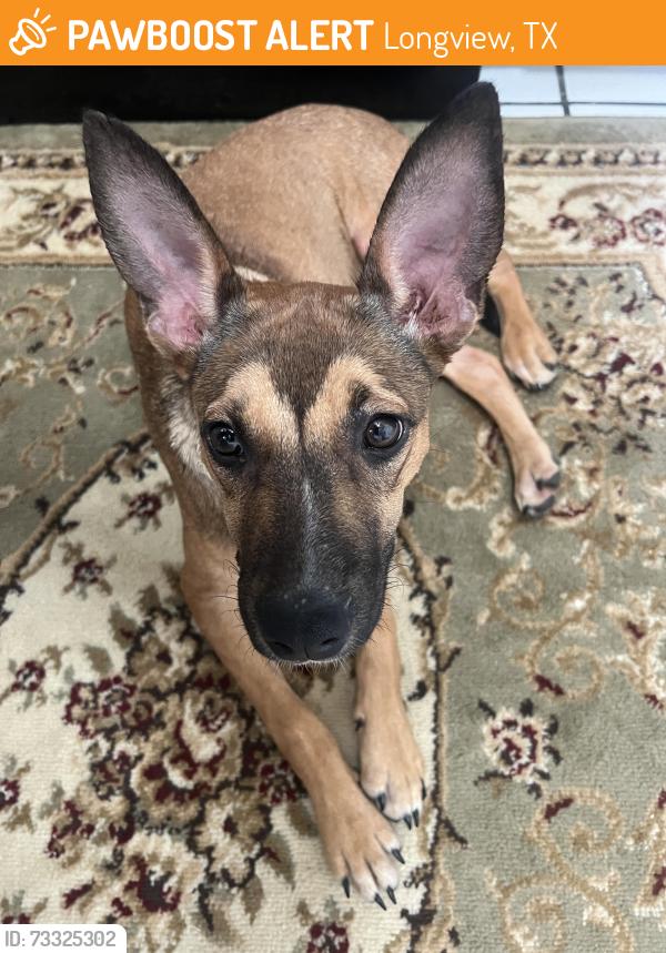 Found/Stray Female Dog last seen Alpine/Eden/Eastman Roads, Longview, TX 75601