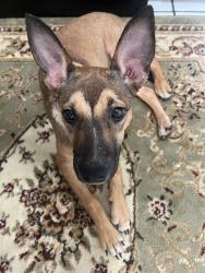 Found/Stray Female Dog last seen Alpine/Eden/Eastman Roads, Longview, TX 75601