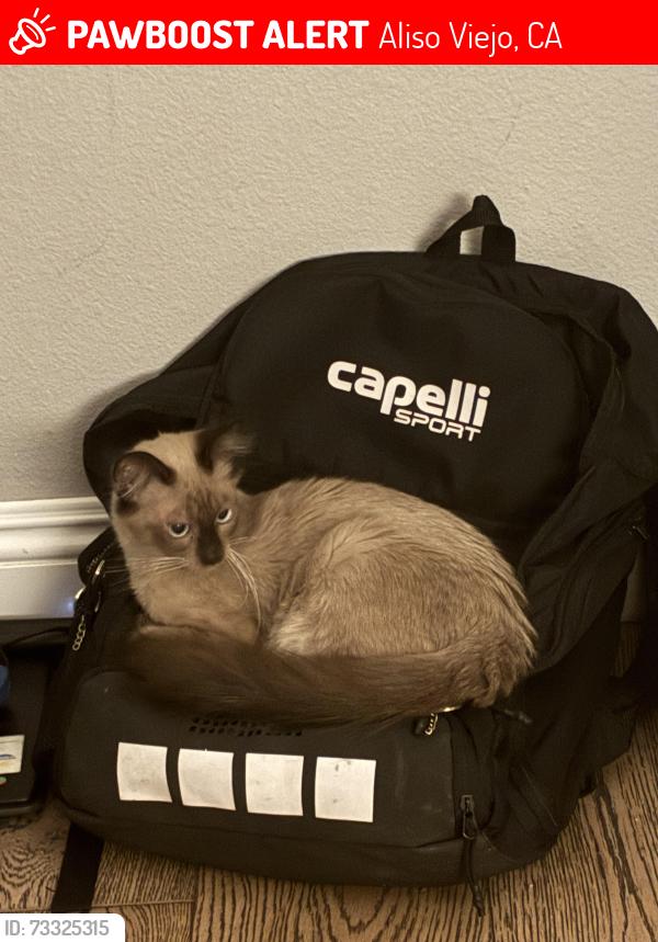 Lost Male Cat last seen Nopalitos Way, Aliso Viejo, CA 92656