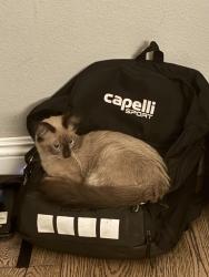 Lost Male Cat last seen Nopalitos Way, Aliso Viejo, CA 92656