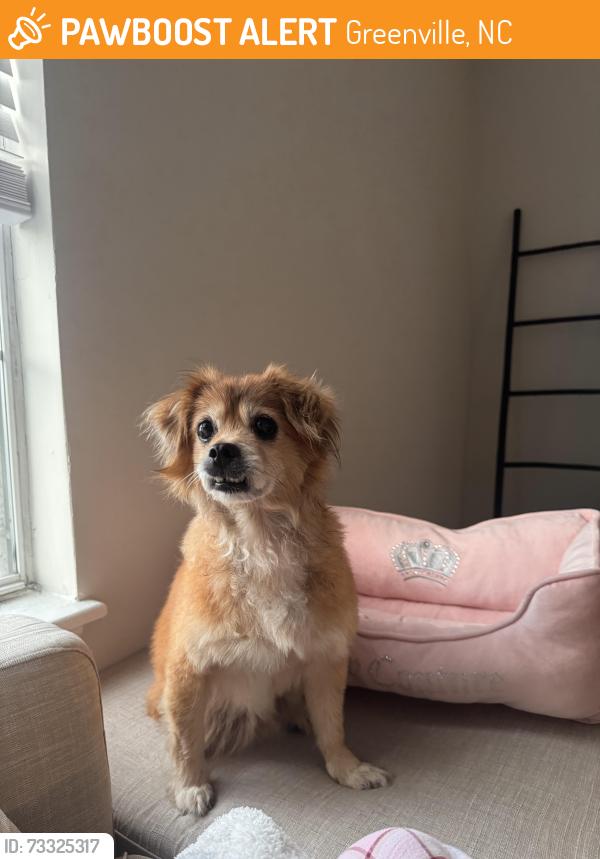 Found/Stray Male Dog last seen Greenville Blvd, Greenville, NC 27858