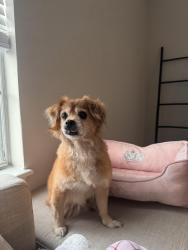 Found/Stray Male Dog last seen Greenville Blvd, Greenville, NC 27858