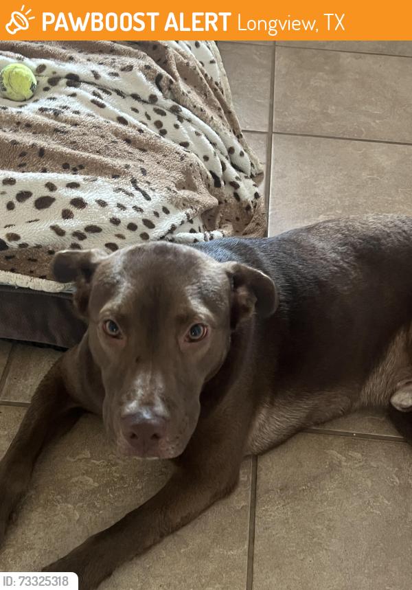 Found/Stray Male Dog last seen Alpine/Eden/Eastman Roads, Longview, TX 75601