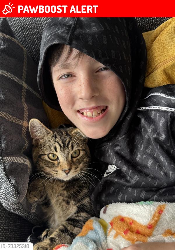 Lost Male Cat last seen Paint factory and fencing factory 3 MINUTS down the road, Radcliffe, England M26 2XF