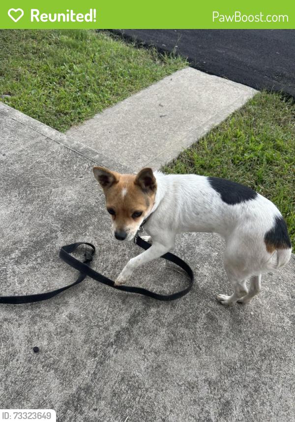 Reunited Female Dog last seen Churchill apmts, Turtle Creek, PA 15145