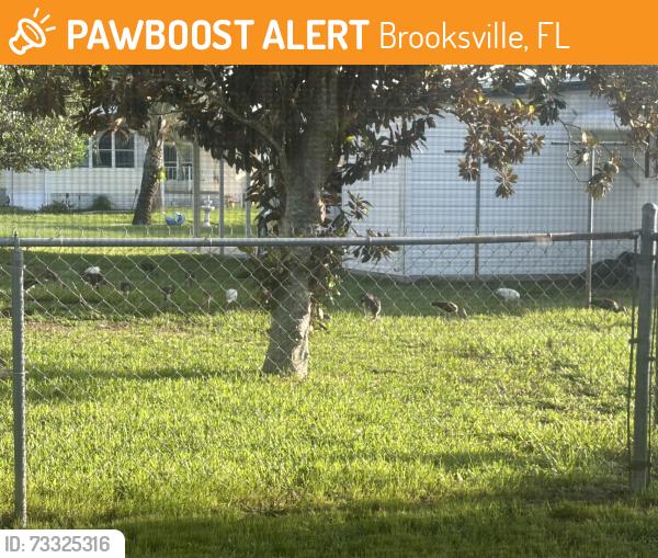 Found/Stray Unknown Dog last seen West of Country Club Drive on Moriah Ave. Brookridge Senior Community. We're near the front of the complex., Brooksville, FL 34613