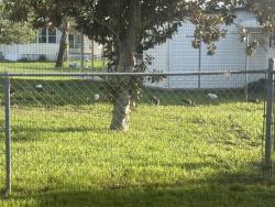 Found/Stray Unknown Dog last seen West of Country Club Drive on Moriah Ave. Brookridge Senior Community. We're near the front of the complex., Brooksville, FL 34613