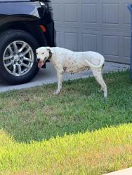 Found/Stray Female Dog last seen Lock muich cross street. Balmoral community, Atascocita, TX 77346