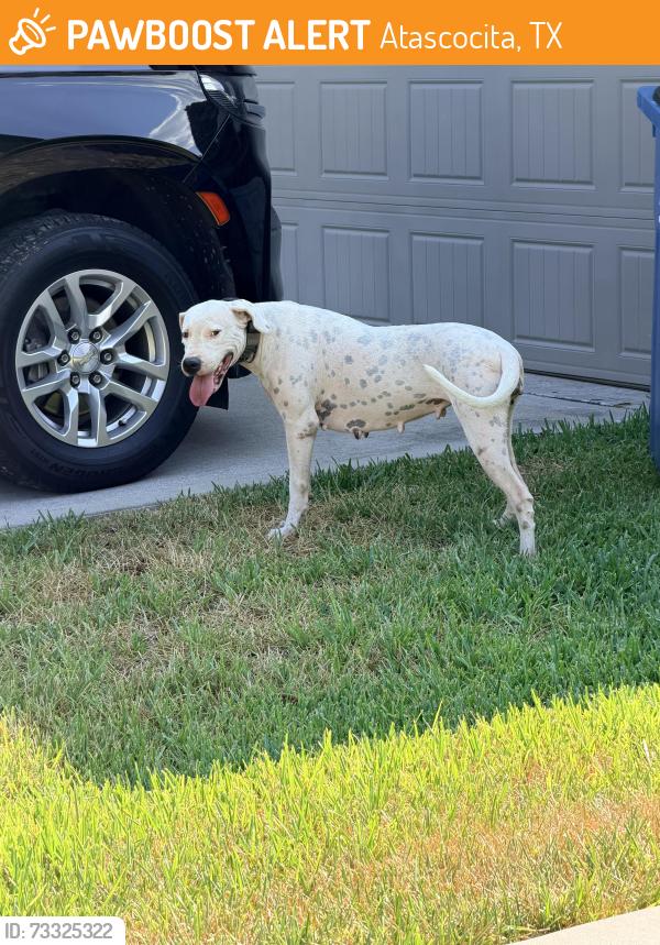 Found/Stray Female Dog last seen Lock muich cross street. Balmoral community, Atascocita, TX 77346