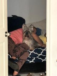 Lost Male Dog last seen Chestnut ave Waterbury Connecticut or Fulton park Waterbury Connecticut, Waterbury, CT 06710