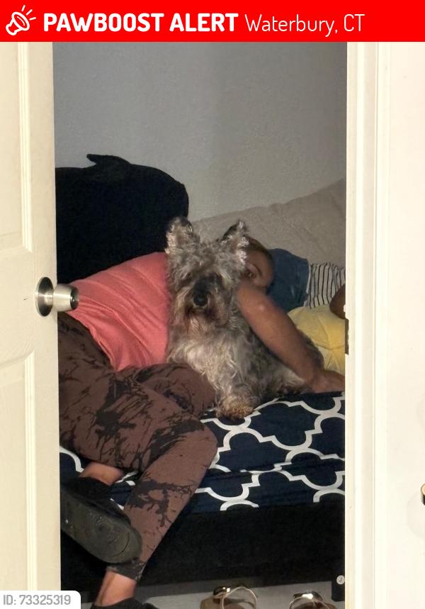 Lost Male Dog last seen Chestnut ave Waterbury Connecticut or Fulton park Waterbury Connecticut, Waterbury, CT 06710