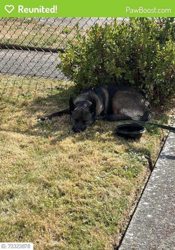 Reunited Female Dog last seen Neighborhood near the Three Rivers Mall, Kelso, WA 98626