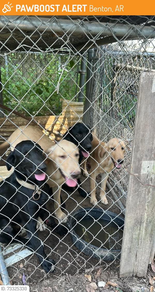 Found/Stray Male Dog last seen Over in Salem Dairy Bar area, Benton, AR 72019